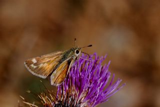 Gm Benekli Zpzp (Hesperia comma)