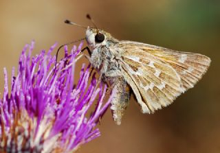 Gm Benekli Zpzp (Hesperia comma)