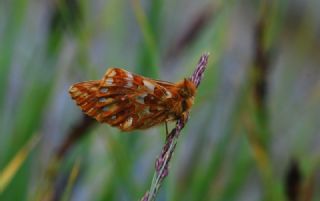 Kafkas Meneke Kelebei (Boloria caucasica)