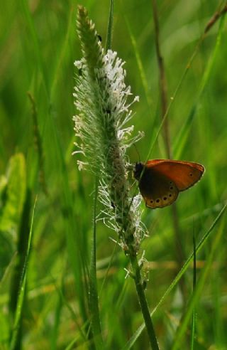 Rus Zpzp Perisi (Coenonympha leander)