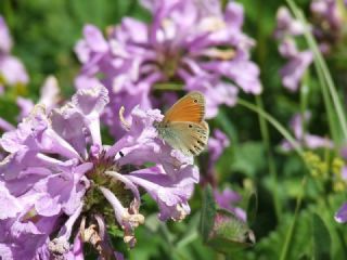 Kafkasya Zpzp Perisi (Coenonympha symphita)