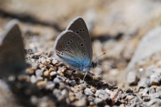Çokgözlü Güzel Mavi (Polyommatus bellis)