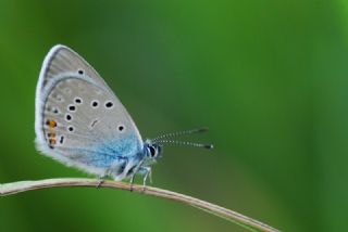 okgzl Gzel Mavi (Polyommatus bellis)