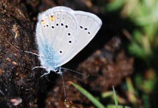 okgzl Gzel Mavi (Polyommatus bellis)