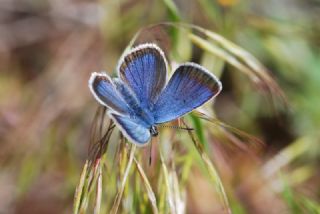 okgzl Rus Mavisi (Polyommatus coelestina)