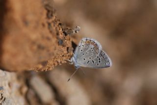 okgzl Kk Turan Mavisi (Polyommatus cornelius)