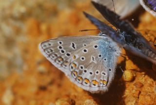 okgzl Kk Turan Mavisi (Polyommatus cornelius)