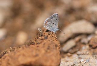 okgzl Kk Turan Mavisi (Polyommatus cornelius)