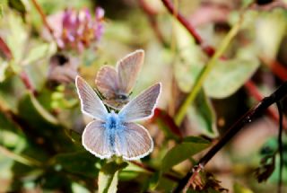 okgzl Damon Mavisi (Polyommatus damon)