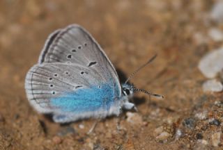 okgzl Diana Mavisi (Polyommatus diana)