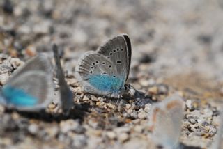 okgzl Diana Mavisi (Polyommatus diana)