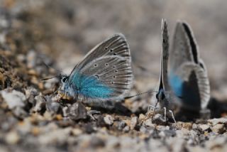 okgzl Diana Mavisi (Polyommatus diana)