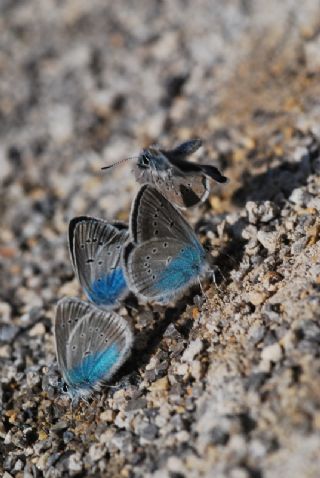 okgzl Diana Mavisi (Polyommatus diana)