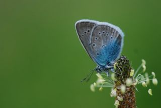 okgzl Diana Mavisi (Polyommatus diana)