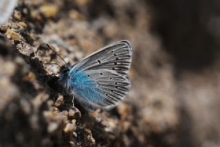 okgzl Diana Mavisi (Polyommatus diana)