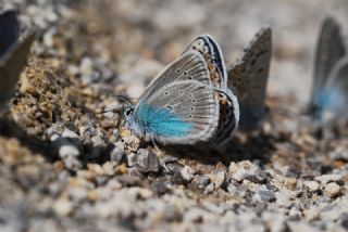 okgzl Diana Mavisi (Polyommatus diana)