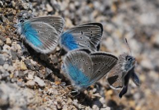 okgzl Diana Mavisi (Polyommatus diana)