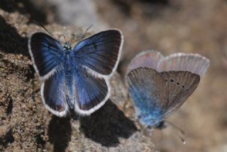 okgzl Diana Mavisi (Polyommatus diana)