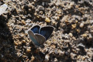 okgzl Diana Mavisi (Polyommatus diana)