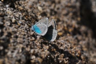 okgzl Diana Mavisi (Polyommatus diana)