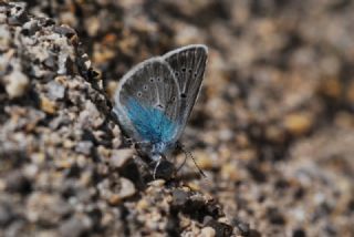 okgzl Diana Mavisi (Polyommatus diana)