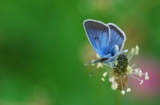 okgzl Diana Mavisi (Polyommatus diana)