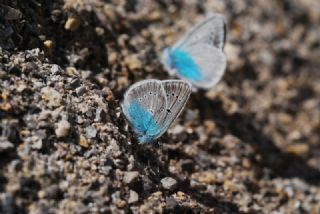 okgzl Diana Mavisi (Polyommatus diana)