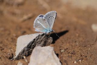 okgzl figenya (Polyommatus iphigenia)