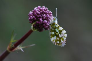 Turuncu Ssl (Anthocharis cardamines)