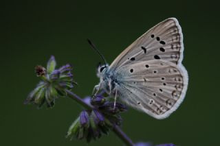 okgzl Edon Mavisi (Polyommatus aedon)