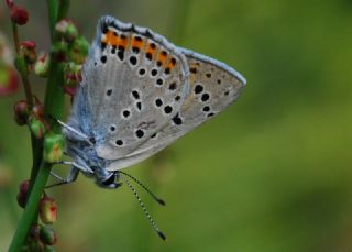 Byk Mor Bakr Gzeli (Lycaena alciphron)