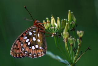 Gzel nci (Argynnis aglaja)