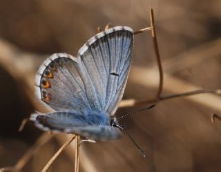 okgzl Balkan Mavisi (Aricia anteros )