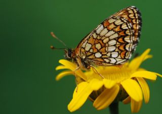 Amannisa (Melitaea athalia)