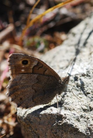 Anadolu Karamelei (Hipparchia fatua)