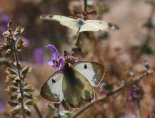 Gzel Azamet (Colias alfacariensis)