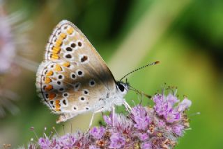 okgzl Esmer (Aricia agestis)