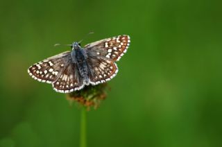 Sar Bandl Zpzp (Pyrgus sidae)