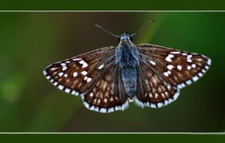 Sar Bandl Zpzp (Pyrgus sidae)