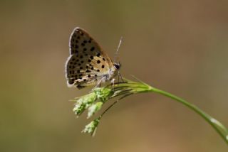 sli Bakr Gzeli (Lycaena tityrus)