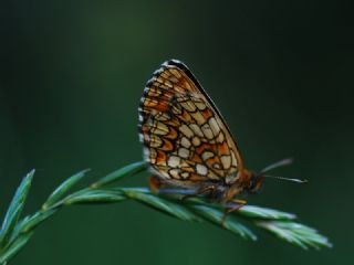 Amannisa (Melitaea athalia)