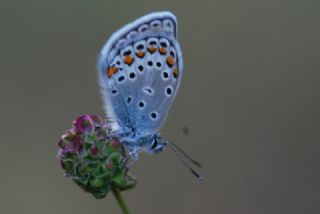 Anadolu Esmergz (Plebejus modicus)