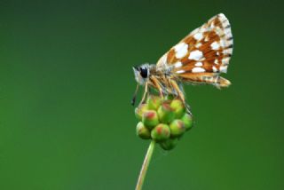 Kzl Zpzp (Spialia orbifer)