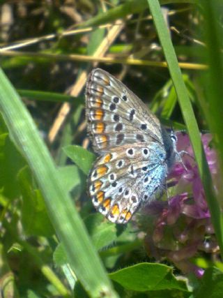 okgzl Mavi (Polyommatus icarus)