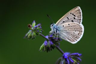 okgzl Edon Mavisi (Polyommatus aedon)