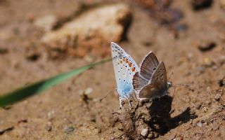 Pirene okgzls (Polyommatus pyrenaicus)