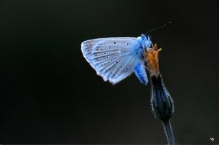 okgzl Dafnis (Polyommatus daphnis)