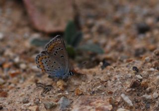 Anadolu Esmergz (Plebejus modicus)