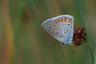 okgzl Mavi (Polyommatus icarus)