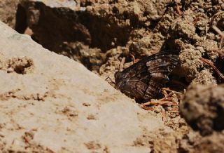 Byk Karamelek (Hipparchia syriaca)